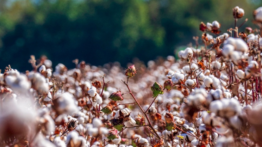 Expansão do algodão: área plantada cresce 11% na Bahia