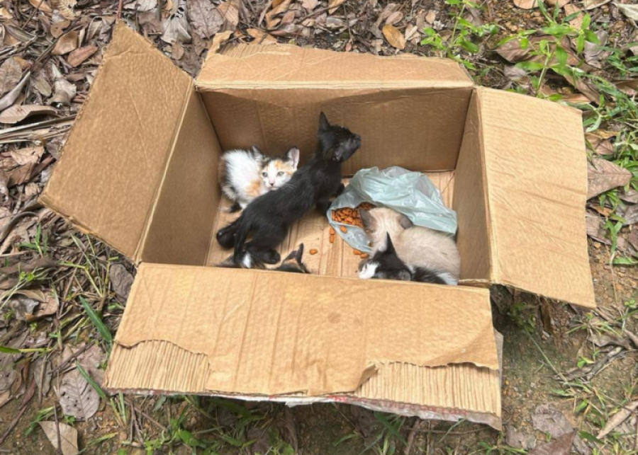 Homem é flagrado abandonando filhotes de Gatos em Sorriso/MT