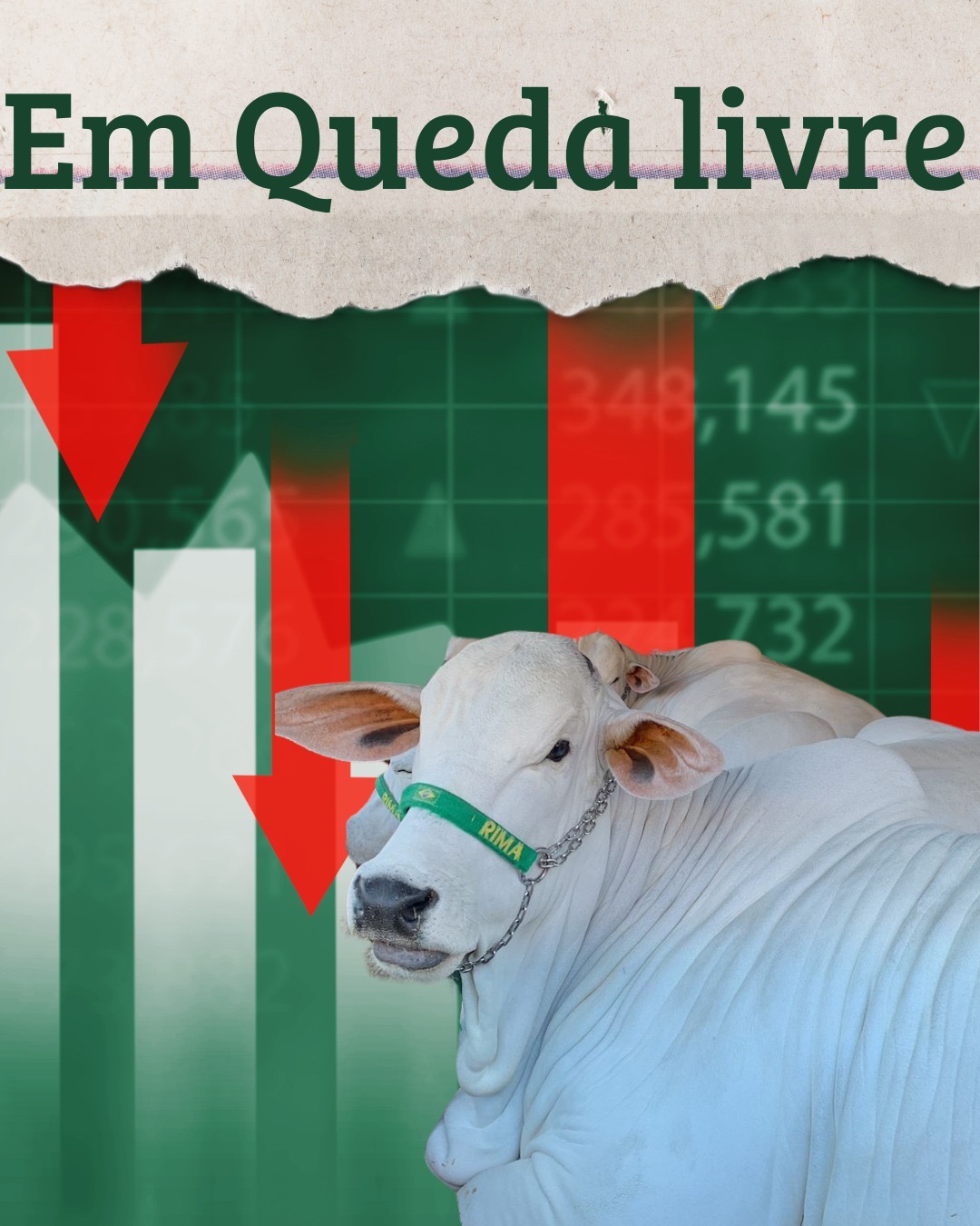 Preço do Boi Gordo continua em queda livre